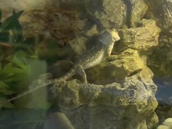 Terárium v základnej škole