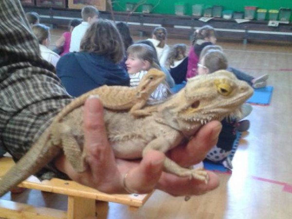 Výstava plazov v ZŠ