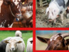 Slintačka a Krívačka - dôležité informácie