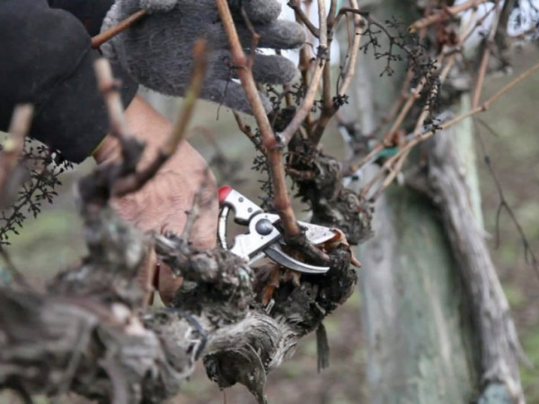 Ostrihaný vinič sa nesmie vyvážať na zberný dvor!